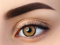 Brown Chestnut