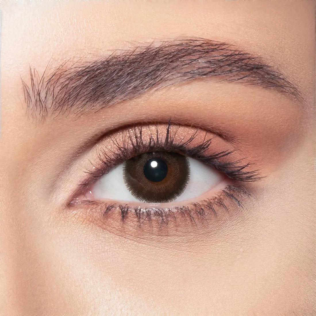 Bella Contact Lenses  Cedar